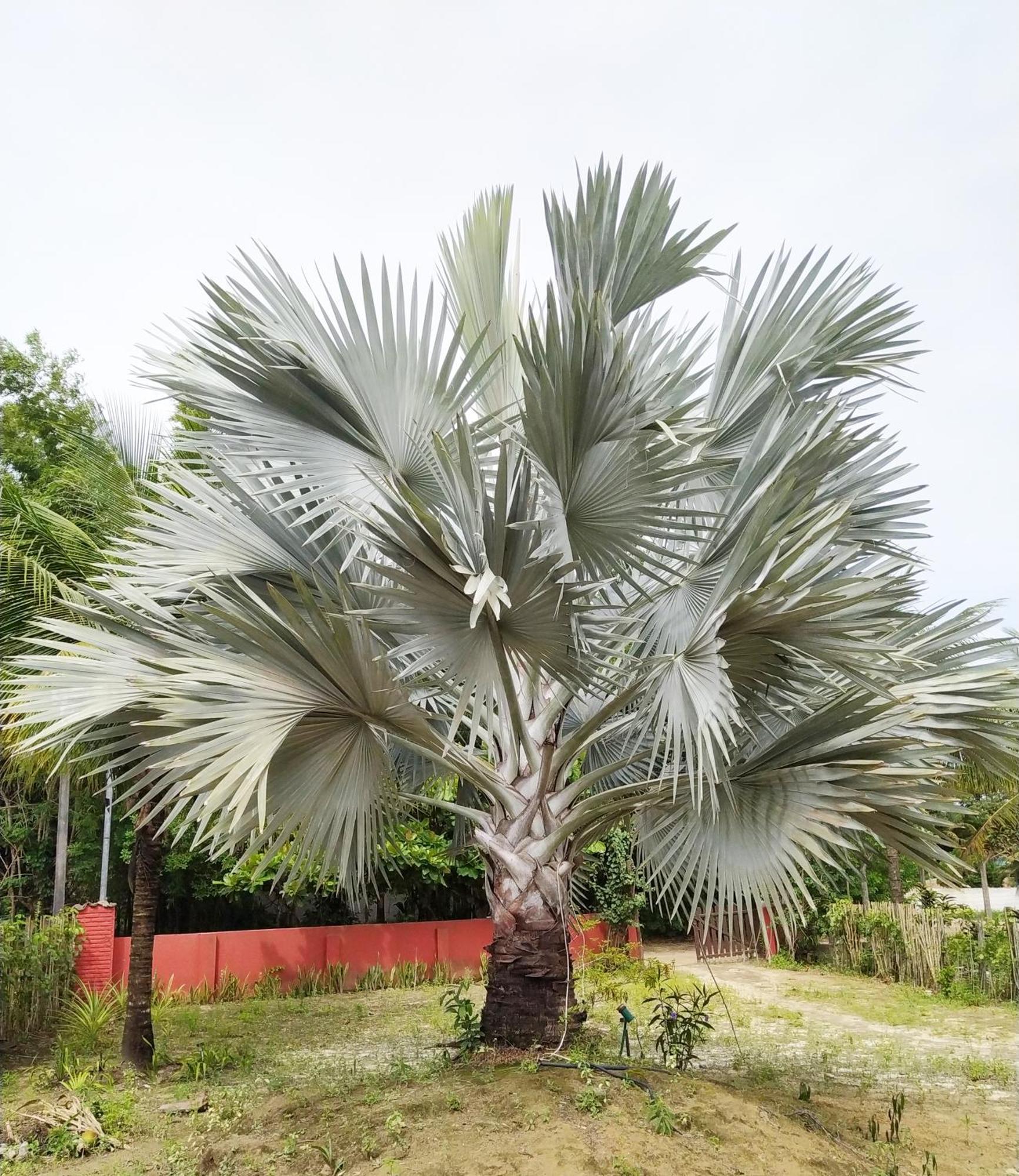 Casa Cumuruxatiba, Natureza E Charme Exterior foto